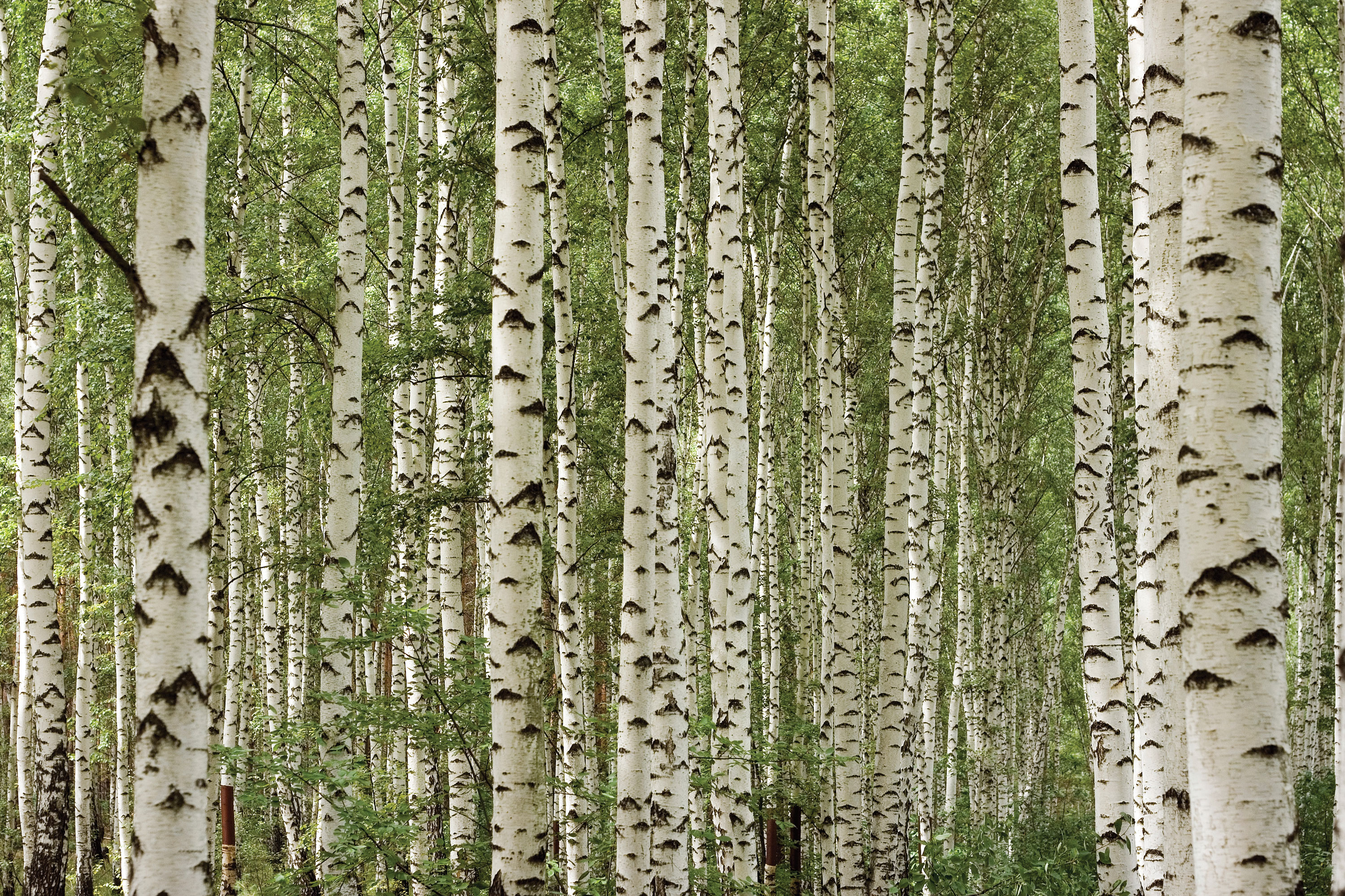 The grove of the dancing birches. Береза. Березовый лес. Фон березы. Березовая роща.